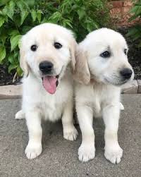 Since they are a sporting breed, they require daily exercise. English Cream Golden Retriever Puppies In Nashville Tennessee