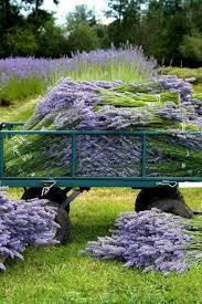 Pin Ot Polzovatelya Lorenza Donato Na Doske Lavanda Lavandovyj Sad Lavanda Pejzazhi