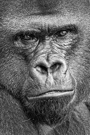 Pin By Bruce Allison On Animals Western Lowland Gorilla Gorilla Gorilla Tattoo