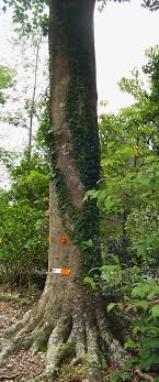 How to remove overgrown ivy | ask this old house. Vine Covered Trees Forest Garden