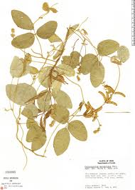 Image result for Calopogonium mucunoides