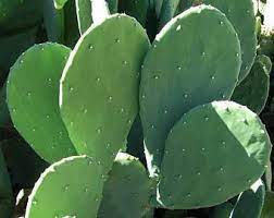 A prickly pear is perfect for the person who wishes to add a bit of green to their environment. Prickly Pear Cactus Etsy