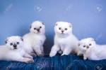Sky Blue Scottish fold kittens - Home | Facebook