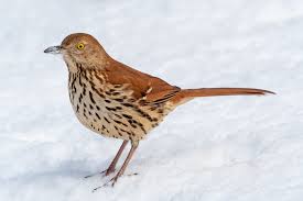 State of georgia and accepted by the checklist and records committee of the georgia ornithological society (gosrc). Brown Thrasher Wikipedia