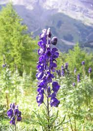 Aconitum Monkshood Google Search Fleurs Fleurs Bleues Plante