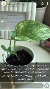 pin by alanoud alkaabi on to home herbs food parsley