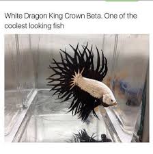 White is its color identity that gives nice appearance. Betta Addiction Home Facebook