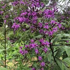 Image result for Vernonia hirsuta