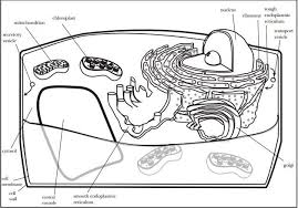 Check spelling or type a new query. Eukaryotic Cell Structure Labeling Plants Diagram Quizlet