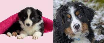 Border collie has been successfully crossed with other dog breeds. The Bernese Mountain Dog Border Collie Mix The Beautiful Bordernese