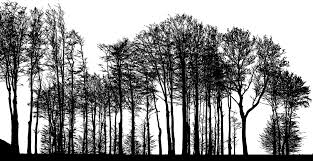 Download Forest Trees Silhouette Free Vector Graphic On Pixabay