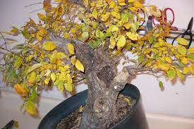 I've got a dwarf cavendish banana that over the past week or so has all of its leaves turning yellow. How To Care For A Bonsai Tree If Turning Yellow Bonsai Tree Gardener