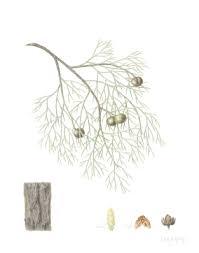 Maybe you would like to learn more about one of these? Blue Cypress Down Under Enterprises