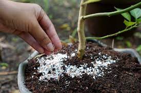 Crushed eggshells take time to decompose, so sprinkling them onto or working them into the soil is best carried out in autumn, so it will have time to decompose. Using Eggshells For Tomato Plants Myth Or Magic Tomato Bible