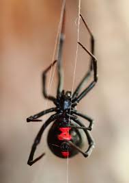The black widow spider (latrodectus spp.) is a spider notorious for its neurotoxic venom. What Is The Red Thing On The Back Of A Black Widow Quora