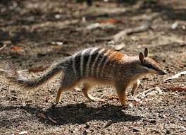 Though several australian animals are considered dangerous, you're more likely to get injured from a horse than a snake in australia. Native Australian Animals Facts Pictures Information
