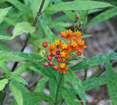 6 Butterfly Garden Blunders Lessons Growing Forward