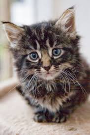 Notre liste vous permettra aussi de trouver un nom pour votre chat qui collera parfaitement à son. Quel Nom Pour Mon Chat En 2019 Chat A Donner Noms De Chat Chaton A Donner