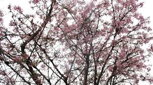 There are very few flowering trees that deer don't enjoy, so we're offering a list of seven of the best. Ask The Gardener