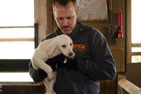 There are many wonderful puppies and dogs in shelters and rescue groups across the country who are looking for new home. 48 Starving Labradors Have Just Been Rescued From A Sickening Puppy Mill