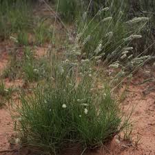 Image result for Enneapogon