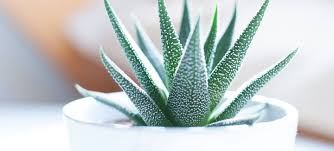 Dies ist eine einfach wunderbar anlage , ein natürliches heilmittel in unserer reichweite, sollten wir alle. Aloe Vera Anwendungsgebiete Qualitatsmerkmale Altmark Apotheke Stendal