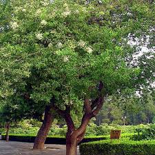 Image result for Styphnolobium