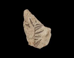 Image result for Macrotyloma rupestre × densiflo