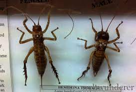 4,660 likes · 2 talking about this. Gefahrliches Neuseeland Creepie Crawlies Grossvieh Und Keime Weltwunderer