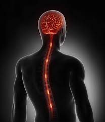 This is very uncommon for cells, which are usually very short. The Spine The Brain The Central Nervous System