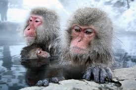 Image result for MONKEYS