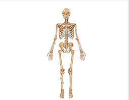 Long bones, short bones, and flat bones. Bones Of The Skeleton Science Quiz