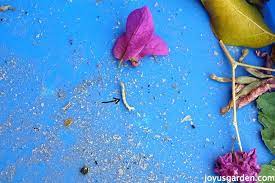 How to plant, grow and care for bougainvillea in our detailed grow guide. What Is Eating My Bougainvillea Leaves