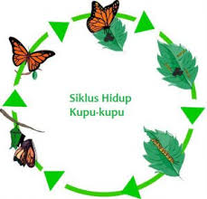 Cermati yuk penjelasan lengkapnya pada artikel berikut ini! Tahap Siklus Hidup Kupu Kupu Berikut Ini Biologi Sridianti Com