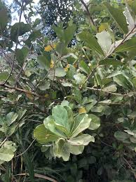 Image result for Psilotrichum sericeum