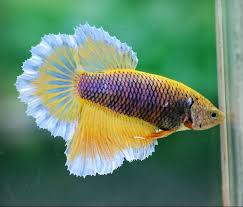 Purple Gas Female Betta Fish Care Betta Betta Fish