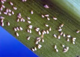 Image result for puklice na orchideích obrázek