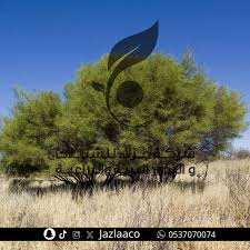 Image result for Acacia schweinfurthii