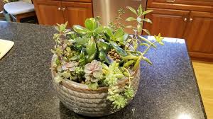 Maybe you would like to learn more about one of these? Brown Spots On Succulent Plants Home Garden Joy