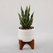 We did not find results for: Snake Plant Sansevieria In Mid Century Modern Painted Pot With Wooden Stand On Sale Overstock 27657155