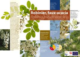 Glace aux fleurs d'acacia (robinier). Planche Robinier