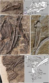 The bird bones serum is a consumable item in fallout 76. Insight Into The Growth Pattern And Bone Fusion Of Basal Birds From An Early Cretaceous Enantiornithine Bird Pnas