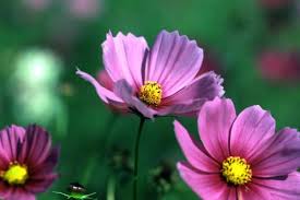 「花咲く御代の。ホツマ。」の画像検索結果