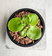 Image result for Asplenium mildbraedii