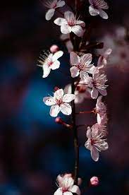 Pin On Nature Arranged