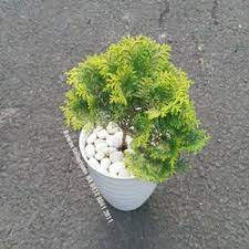 Contact bunga hias hidup on messenger. Jual Tanaman Hias Meja Murah Harga Terbaru 2021