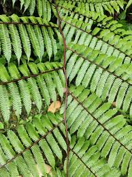 Image result for Cyatheaceae
