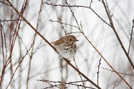 Maybe you would like to learn more about one of these? Bird Watch Hermit Thrush