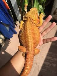 Big Boy Loves To Bask Outside In 2020 Bearded Dragon Bearded Dragon Habitat Bearded Dragon Tank