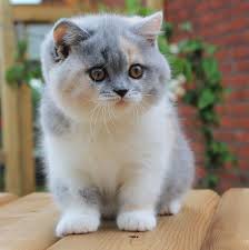 Zea Wave Blue Tortie White Gen Ticked Girl Cinnamon Carrier 9 Weeks Old Kittens Cutest Cats And Kittens Cats